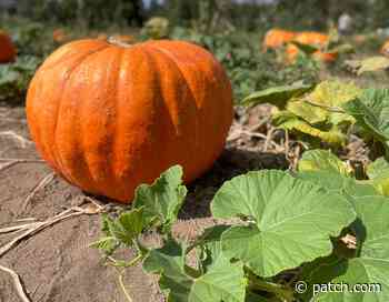 Gloucester Township Area Pumpkin Patches To Visit In 2021 - Patch.com