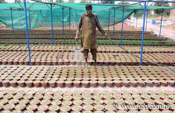 A gardener busy in showering water on the plants at a local nursery - Associated Press of Pakistan