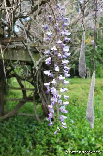 Ask a Master Gardener: Wisteria | Home And Garden | nrtoday.com - NRToday.com