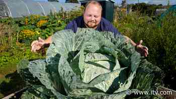 Gardener grows whopping 23kg cabbage - but Covid robs him of prize - ITV News