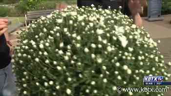 Weekend Gardener: Mums for your yard - KBTX