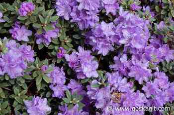 Ask a Master Gardener — Rhododendrons: Shrubs for all seasons - goskagit.com