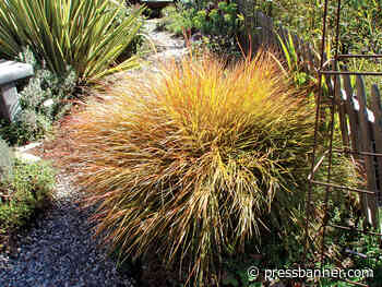 There’s an Ornamental Grass for Every Garden - San Lorenzo Valley Press-Banner