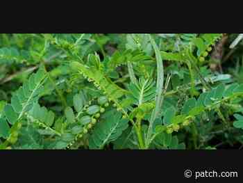 Ask The Gardener - What are these weeds? - Patch.com