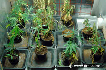 Fermo: coltivavano marijuana in casa, denunciate due persone - Il Martino
