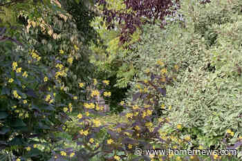 Kachemak Gardener: Fall is here but there's still lots to do in the garden - Homer News