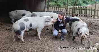 Schüsse nahe Gnadenhof, Tiere in Panik: Kritik an Treibjagd bei Morbach - Trierischer Volksfreund
