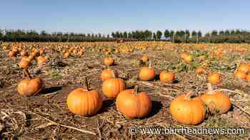Neilston: Five Halloween pumpkin patches worth the drive - Barrhead News