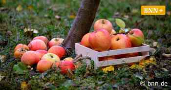Bürger will Auskunft über Grundstücke der Stadt Bruchsal erzwingen - BNN - Badische Neueste Nachrichten