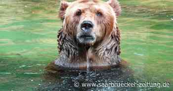 Zoo Neunkirchen: Letzter Braunbär Lars gestorben - Saarbrücker Zeitung