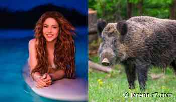 Shakira diz que foi 'atacada e roubada' por dois javalis em parque de Barcelona - R7.COM