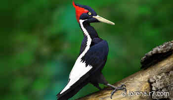 Espécie que deu origem ao desenho Pica-Pau será declarada oficialmente extinta - R7.COM