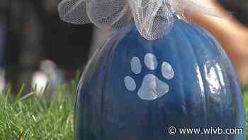 Blue pumpkins benefiting the Buffalo Police K-9 unit go on sale