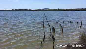 Frontignan : une semaine d'animations autour du développement durable - Midi Libre