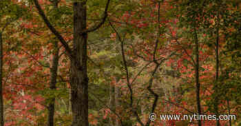 Joyce Maynard's Guide to Fall in New Hampshire