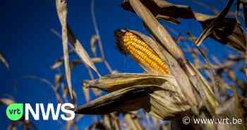 Maïsoogst in Wuustwezel zorgt voor extra drukte op de weg: "Wij vragen de landbouwers extra op te letten" - VRT NWS