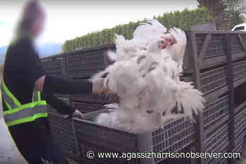 Chilliwack company's guilty pleas to chicken abuse 'represent progress,' says animal welfare group – Agassiz Harrison Observer - Agassiz Harrison Observer