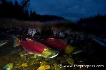 Marine heat waves could wipe out fish stocks, UBC study finds – Chilliwack Progress - Chilliwack Progress