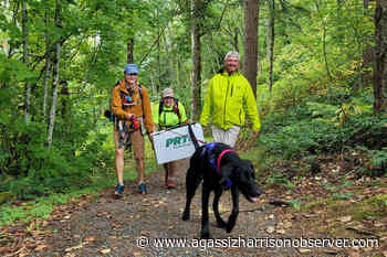 Thousands of climate-resilient trees planted on Mt. Thom in Chilliwack – Agassiz Harrison Observer - Agassiz Harrison Observer