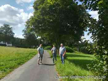 Die Ahornallee am Hofgarten soll fallen: Stadt Netphen will fünf Bauplätze schnell ermöglichen - Netphen - Siegener Zeitung