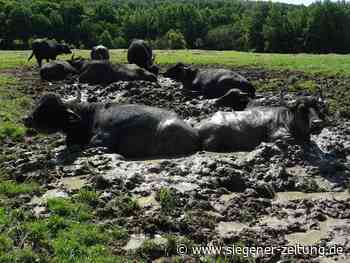 20 Wasserbüffel am Ortsrand von Hainchen: Chillen für Zwei- und Vierbeiner - Siegener Zeitung