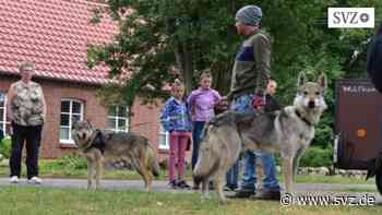Ferientipp in Parchim: Mit dem Wolfshund als Wanderbegleiter auf Tour | svz.de - svz – Schweriner Volkszeitung