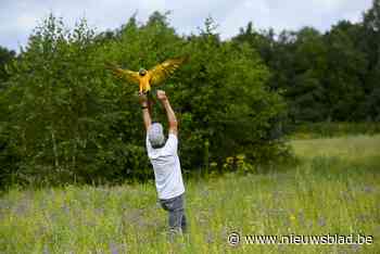 Malle wil 16.000 extra bomen