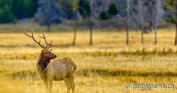 Game ranchers pushing for Alberta hunt farms despite disease, ethical concerns