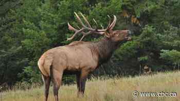 Alberta elk ranchers want province to OK hunt farms despite disease, ethical concerns