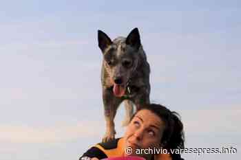 Ispra: un cane aggredisce a morsi tre persone - Varese Press - giornale online
