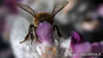 Ispra: il 9% di api e farfalle è a rischio estinzione: un danno da circa 3 miliardi di euro all'anno - La Repubblica