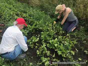 Kirkstall Valley Development Trust: A year of community farms, food pantries, craftivism and 'at risk' footpaths - West Leeds Dispatch