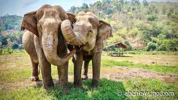 Elephants will cooperate to acquire food -- assuming there's enough - ABC News