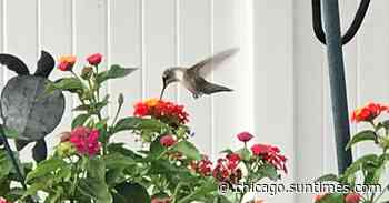 Thoughts on eating invasive carp, Williams Least Heat-Moon on ivory-billed woodpeckers and Cajun cooks, a sca… - Chicago Sun-Times