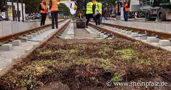 Straßenbahngleise: Neue Bepflanzung gut fürs Mikroklima - Mannheim - Rheinpfalz.de