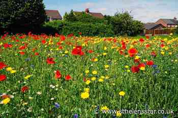 St Helens should seize opportunity to develop wildlife corridors, meeting told - St Helens Star