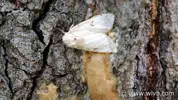 DEC asking residents to help combat high gypsy moth population