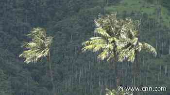 These unique palm trees show up in an unexpected place