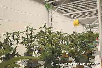 Medical marijuana cultivation underway in River Valley - Arkansas Online
