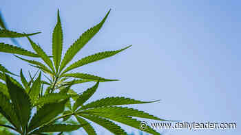 Medical marijuana — Who'll run it? Who'll pay for it? Will it be soon? - Daily Leader - Dailyleader
