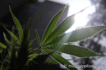 Mississippi medical marijuana proposal: See the full bill. - Mississippi Today