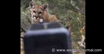 Fury Erupts After Man Films Himself Shooting Curious Mountain Lion in the Head