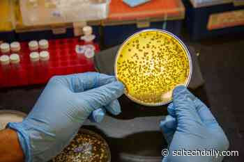 Scientists Discover New Method From Nature for Installing Sulfur Into Complex Molecules