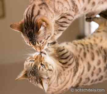 Can We See Quantum Nonlocality at the Macroscopic Scale?