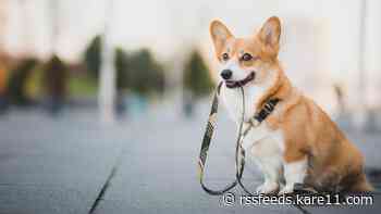 Uptown Dog Fair features treats, rescue orgs, dog caricatures
