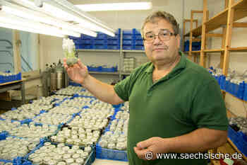 Dresden: Der Retter der wilden Orchideen - Sächsische.de