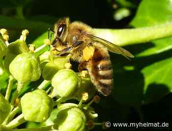 Bienenweide - Bobingen - myheimat.de