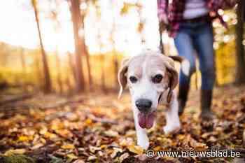 Hond en baasje kunnen weer deelnemen aan de Snuffeltocht