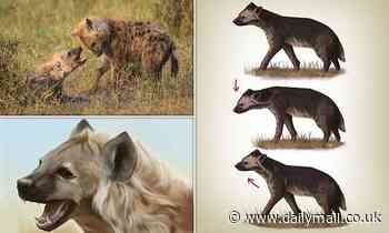 Nature: Hyenas nod their heads and make faces at each other when they want to play fight