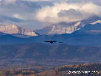 On The Road with Mike Drew: If looks could kill - Calgary Sun